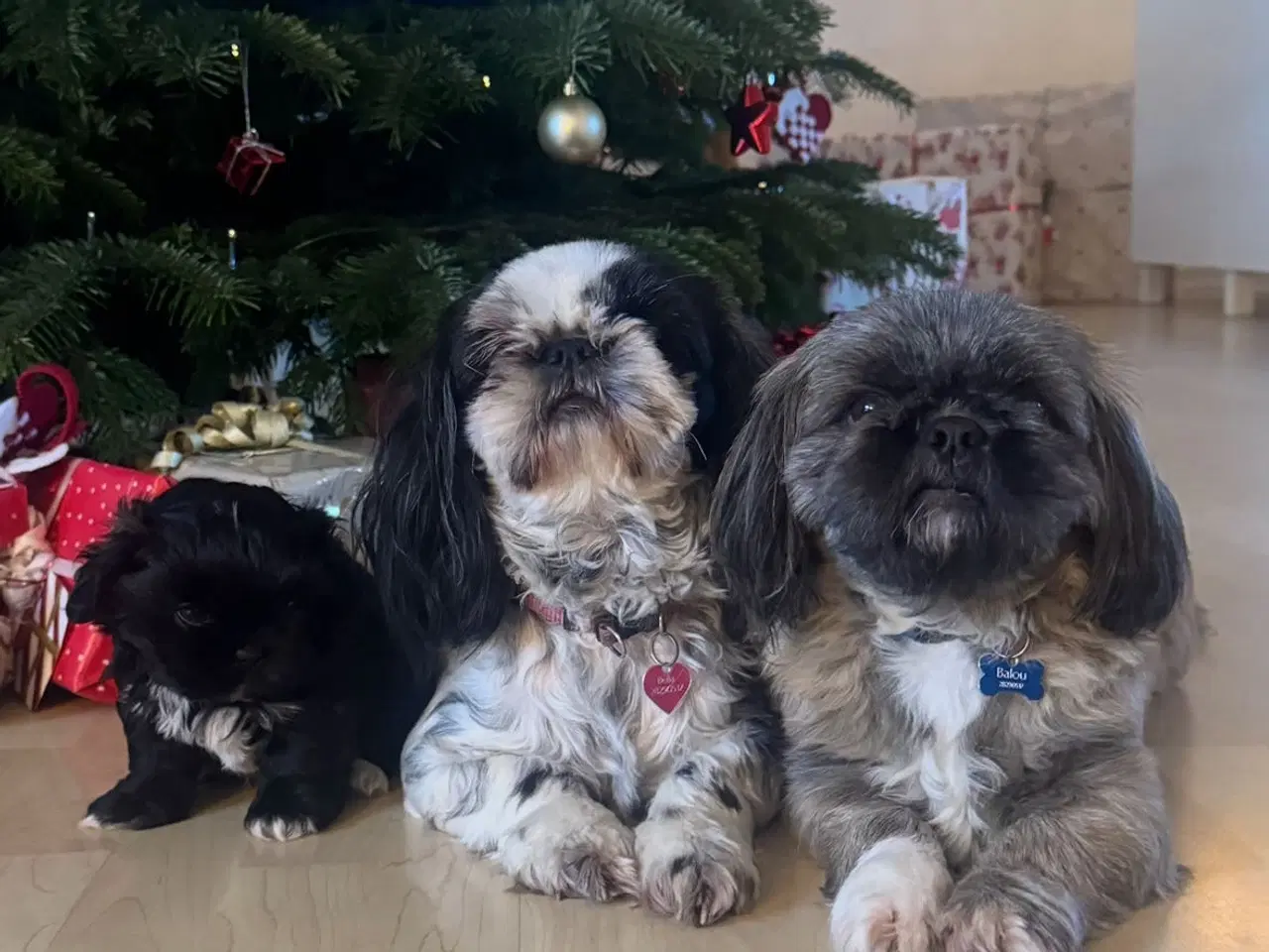 Billede 3 - Shih Tzu hvalp 🐶 