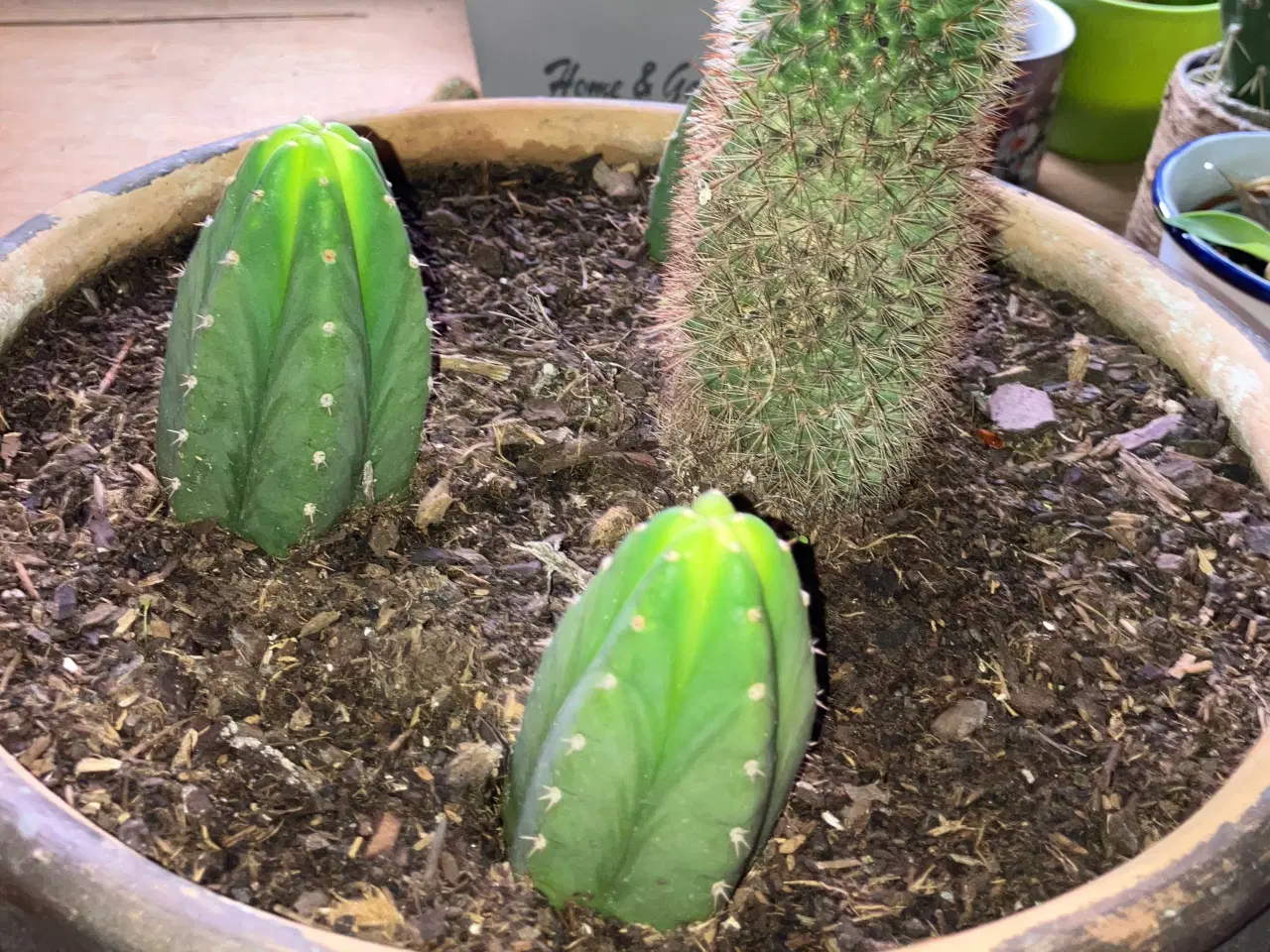Billede 1 - Kaktuser
