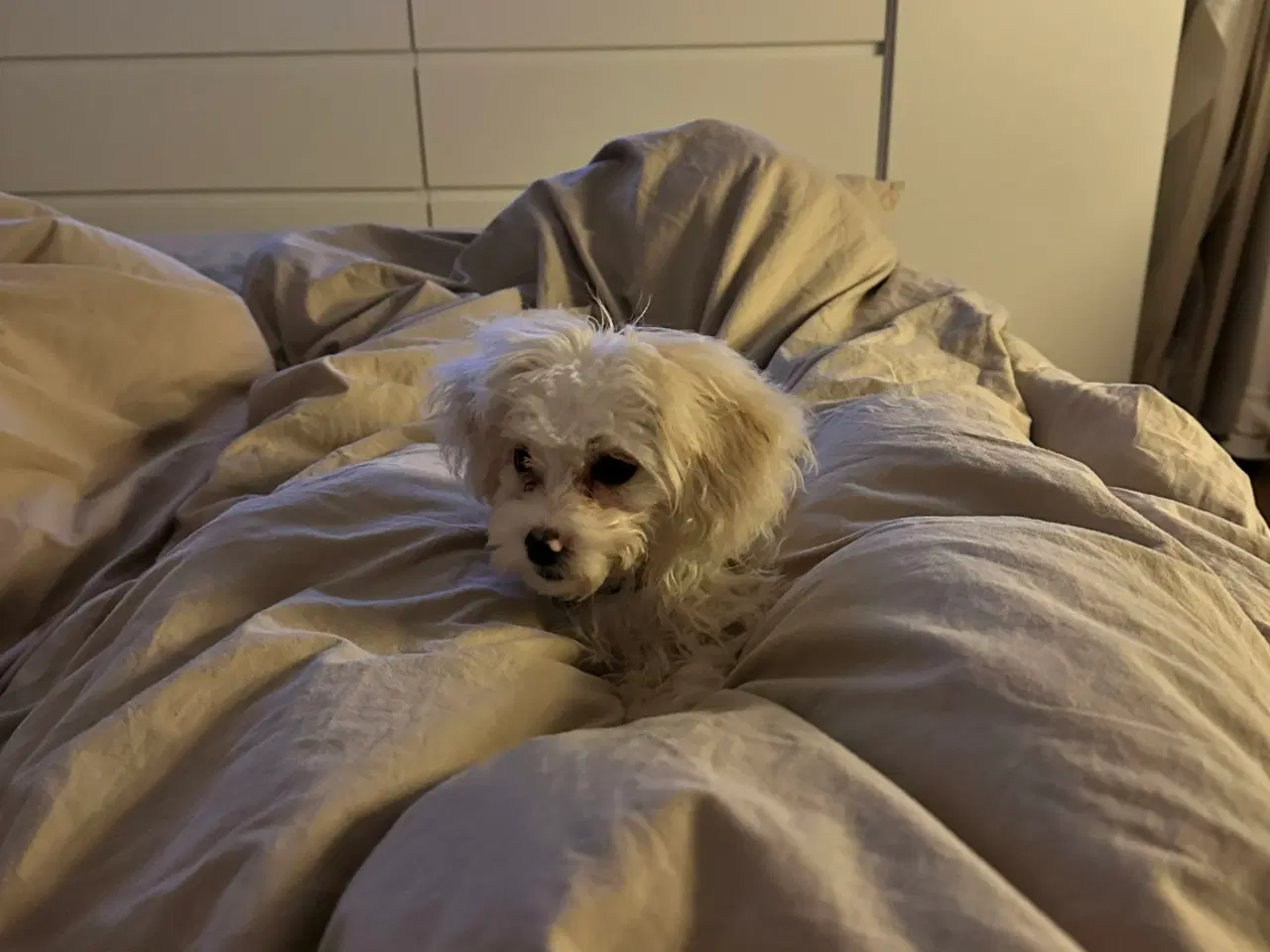 Billede 3 - Sød og energisk peekapoo