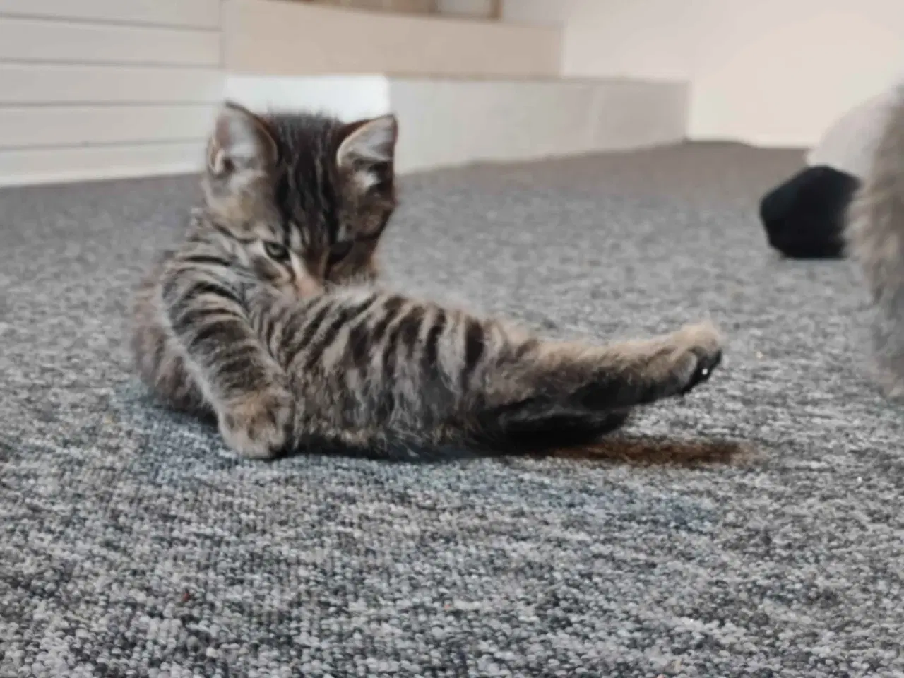 Billede 4 - Killinger søger gode hjem (reserveret) 