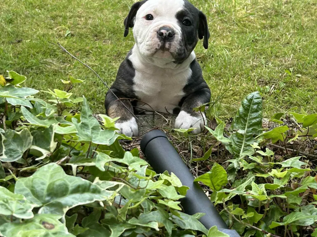 Billede 3 - English bulldog