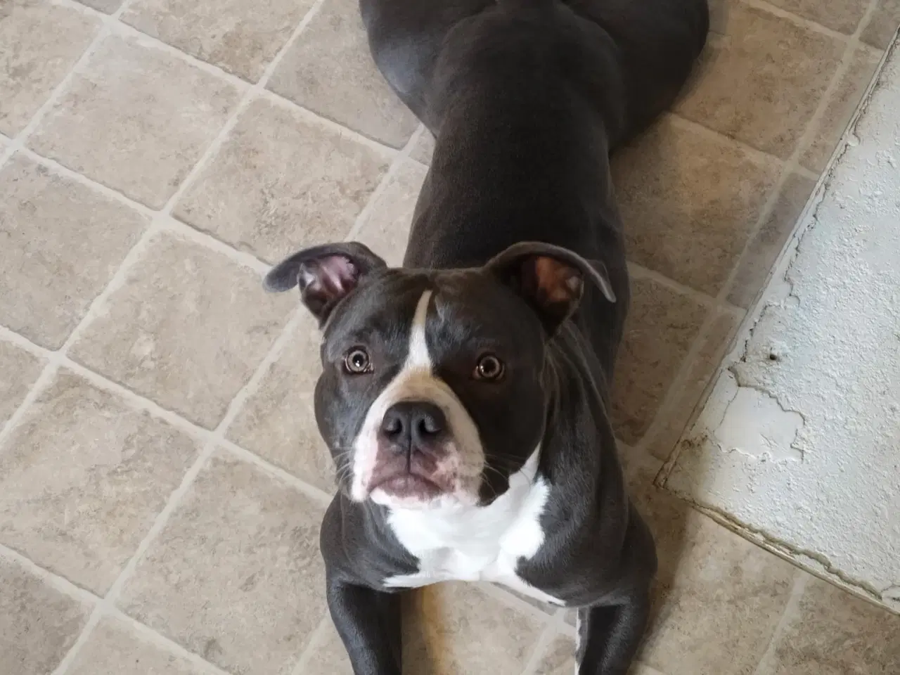 Billede 2 - American pocket bully 