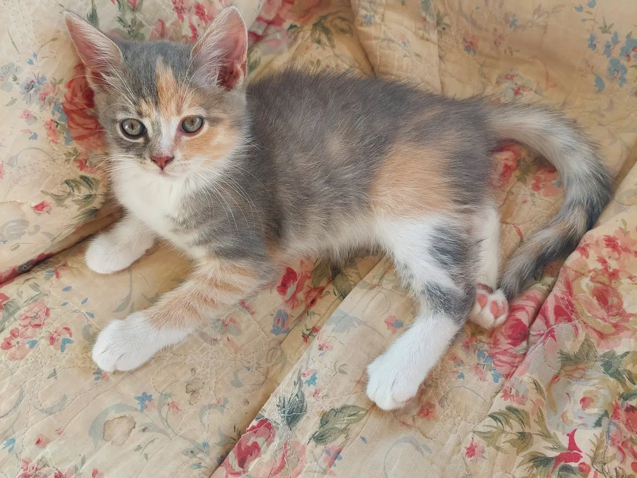 Billede 2 - Smukke tortie killinger