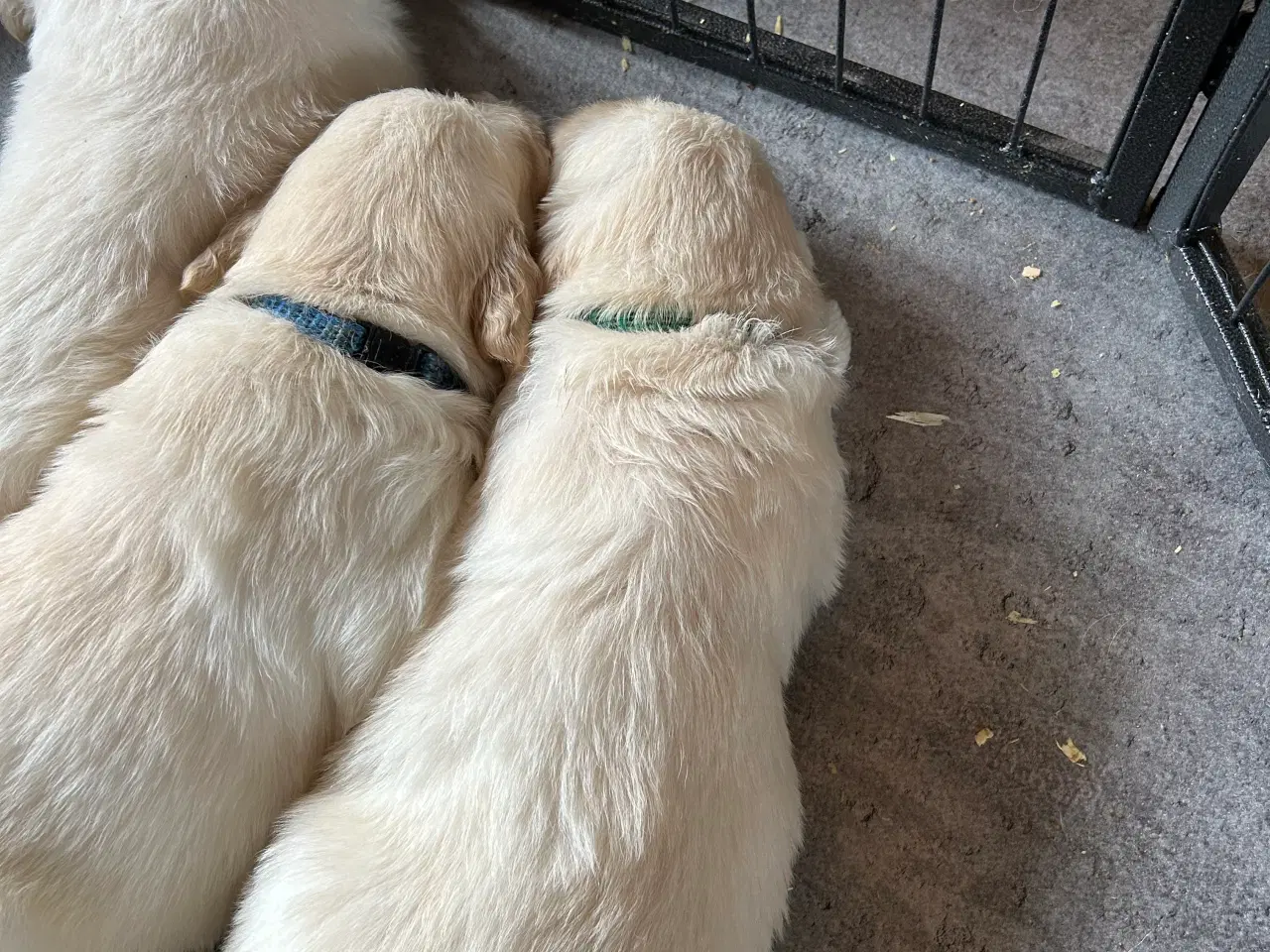 Billede 6 - Golden Retriver hvalpe