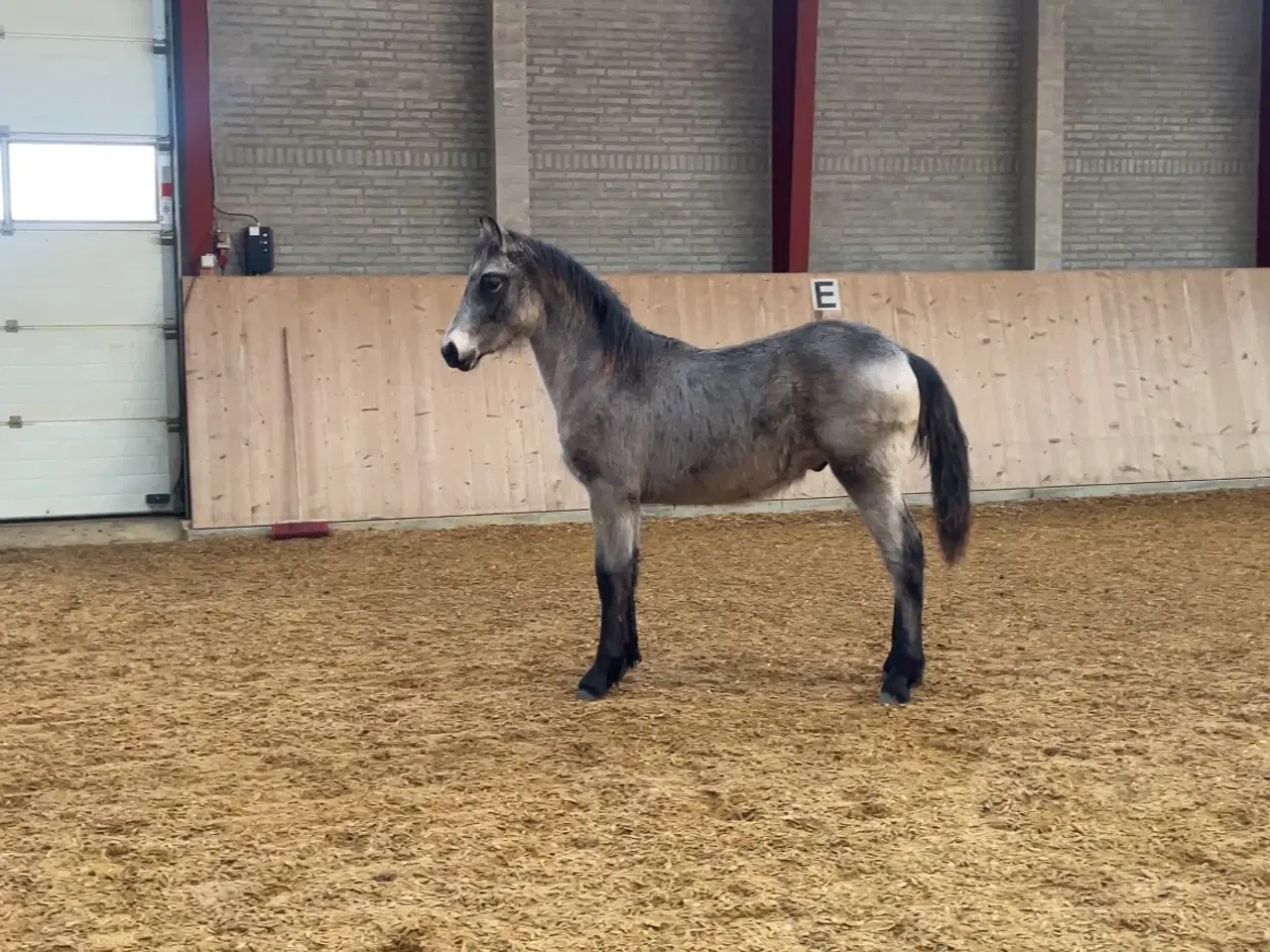 Billede 1 - Unik 1 års hingst