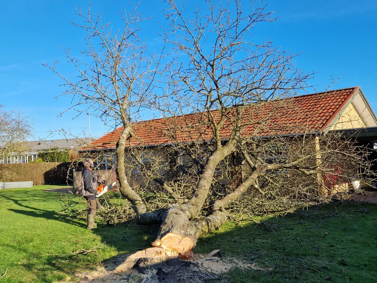 Billede 2 - Frisk blommetræ til trædrejning og lignende
