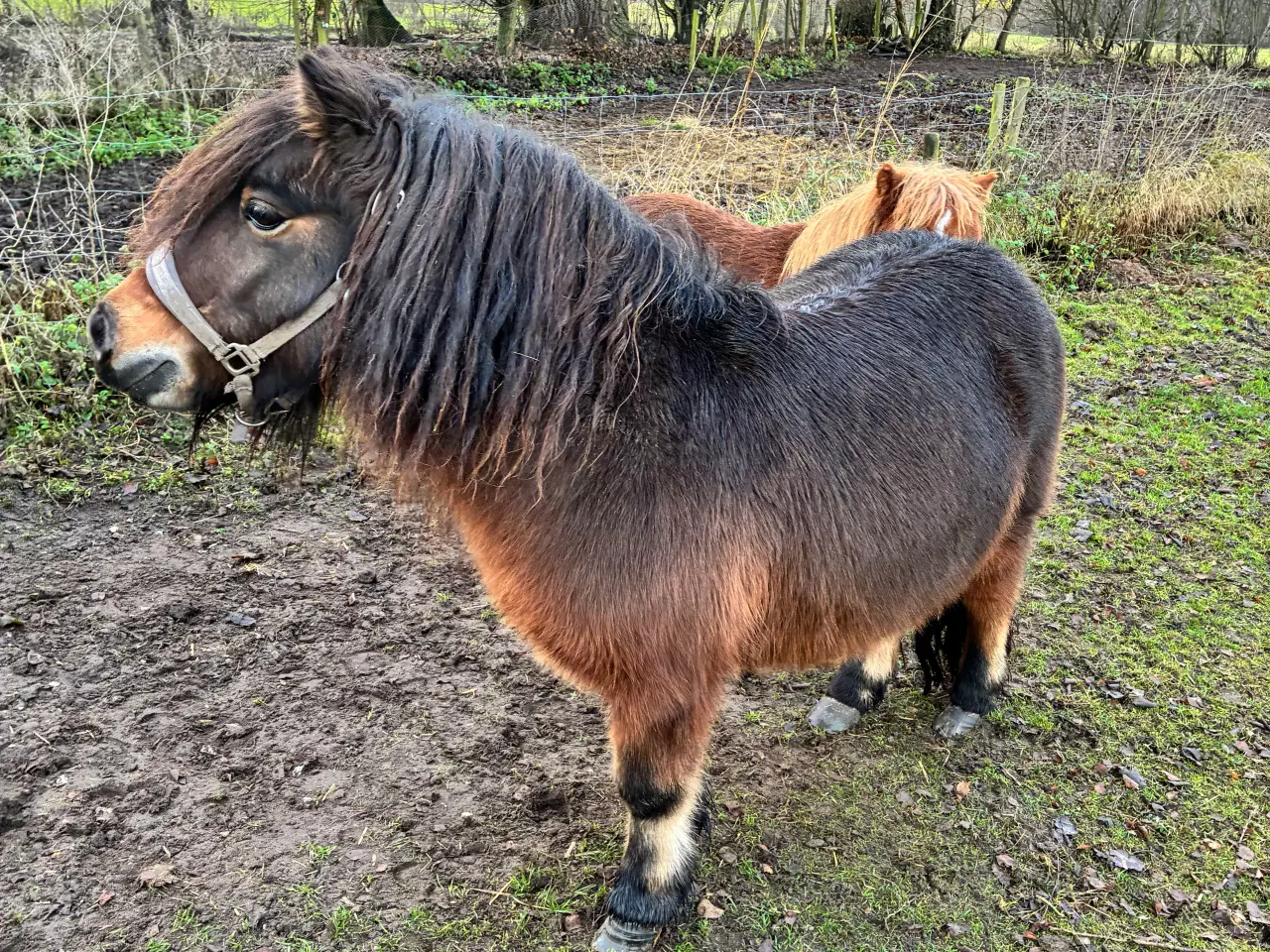 Billede 6 - Hingst/avlhopper Sælges 