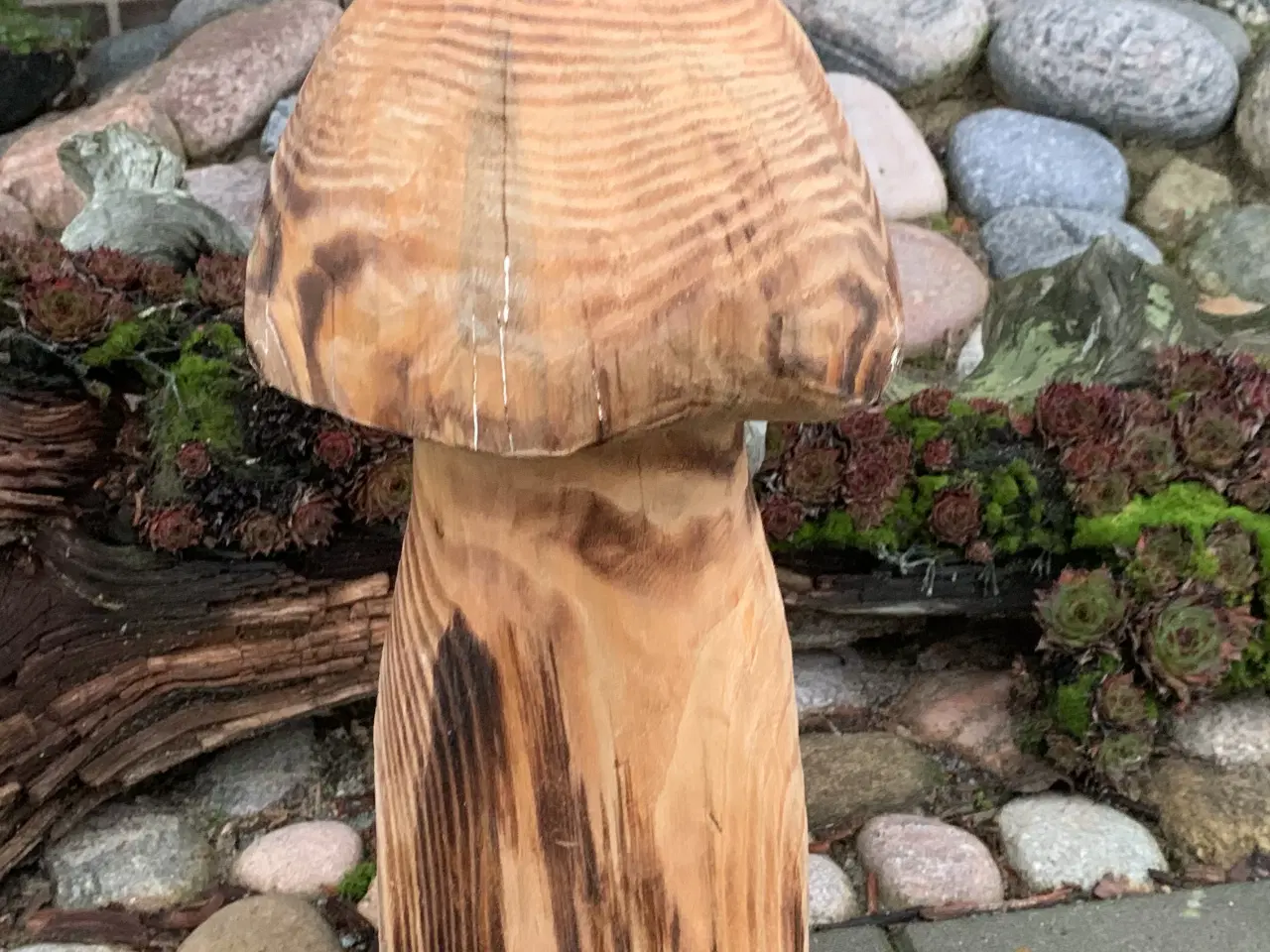 Billede 1 - PADDEHAT / TRÆSVAMP - Ny pris