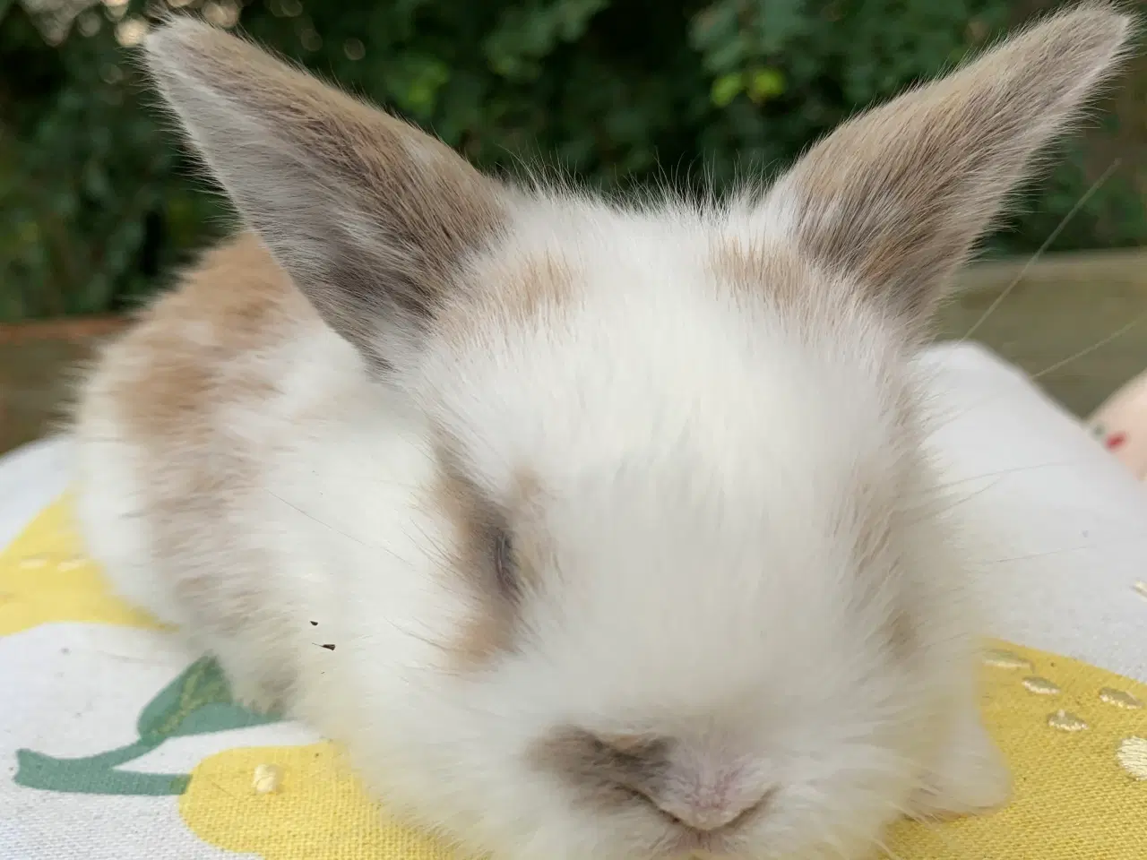 Billede 3 - Mini lop baby 