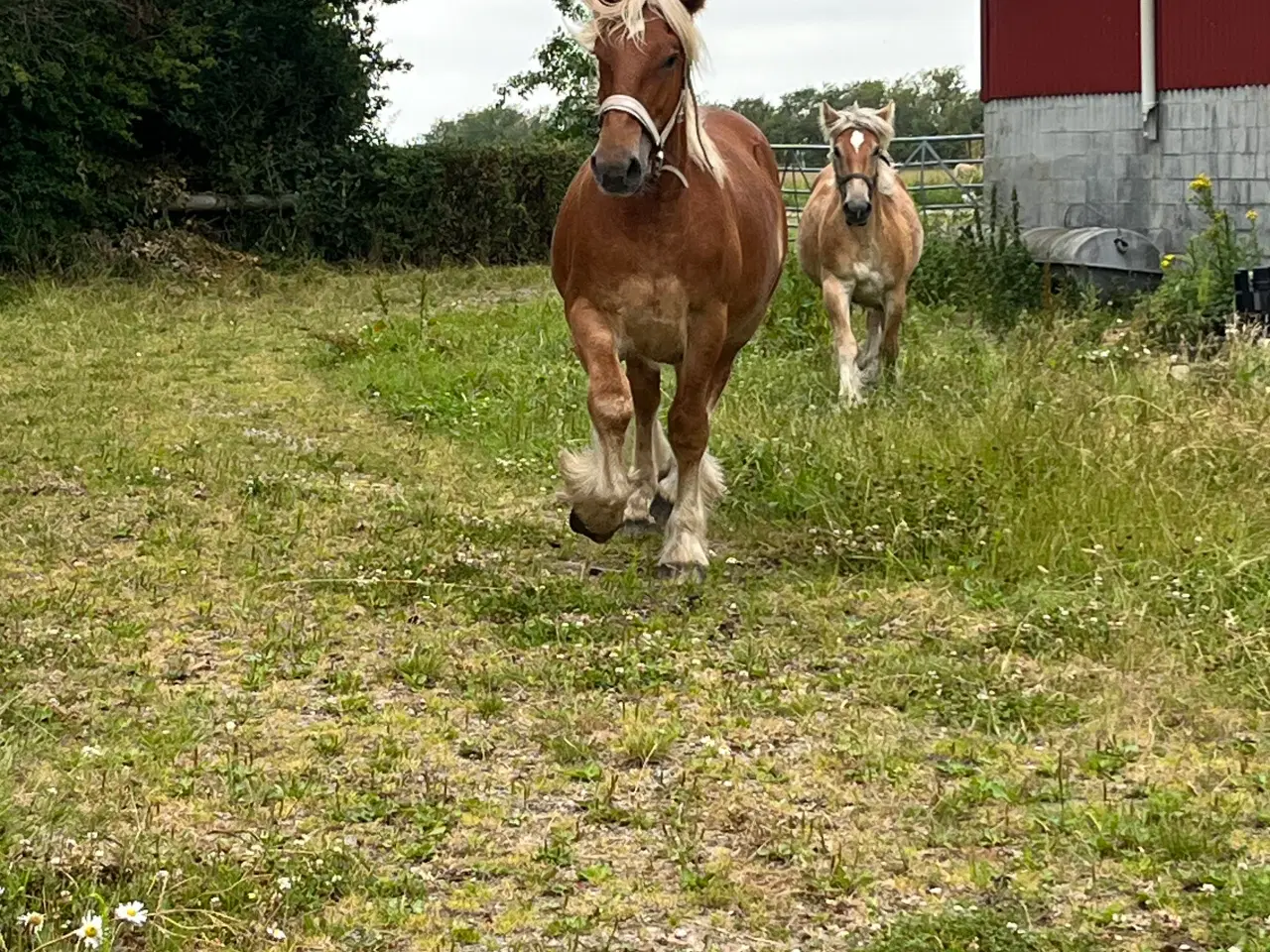 Billede 3 - Jyde hingst plag 