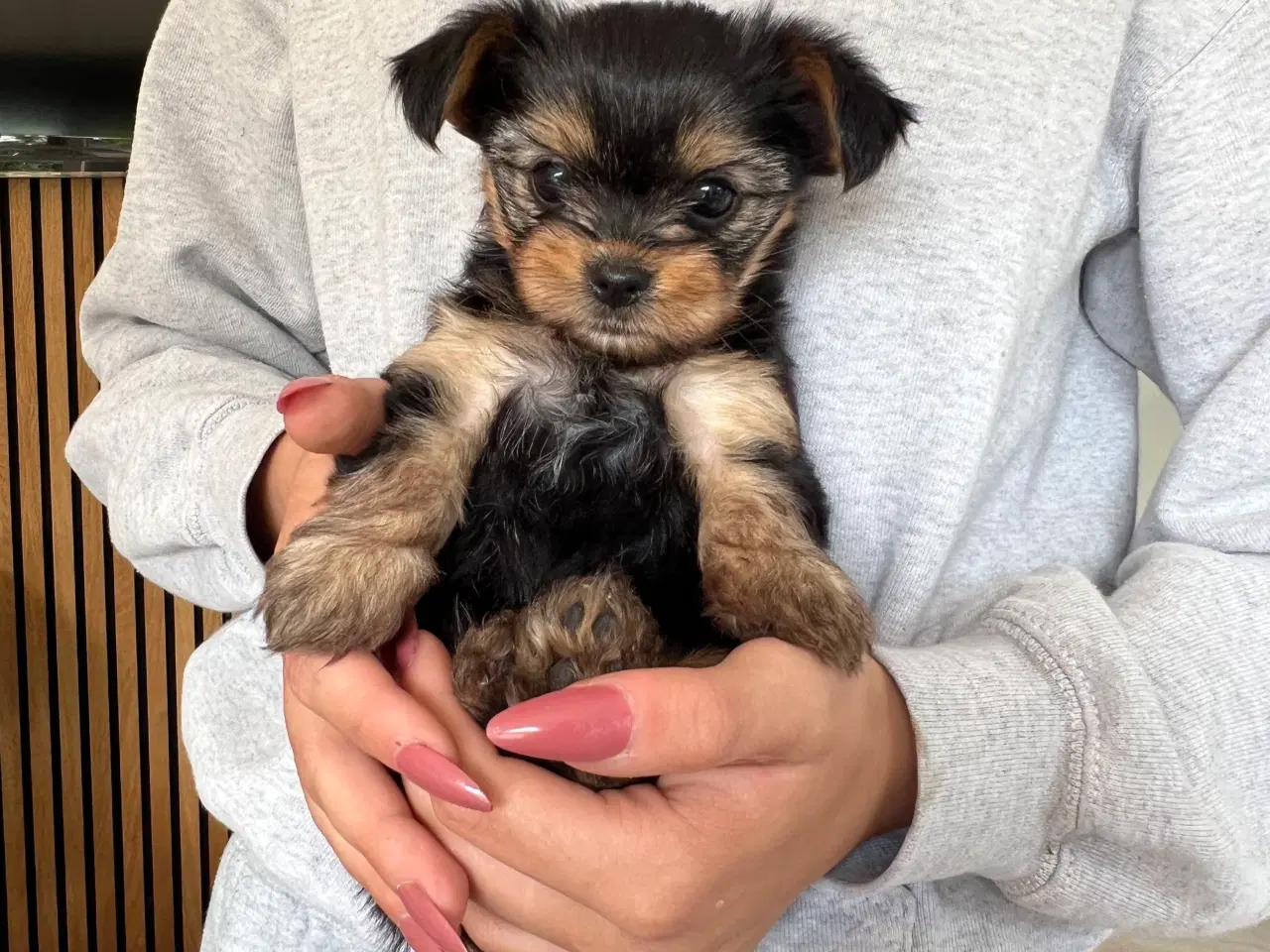 Billede 2 - Yorkshire terrier/Chihuahua