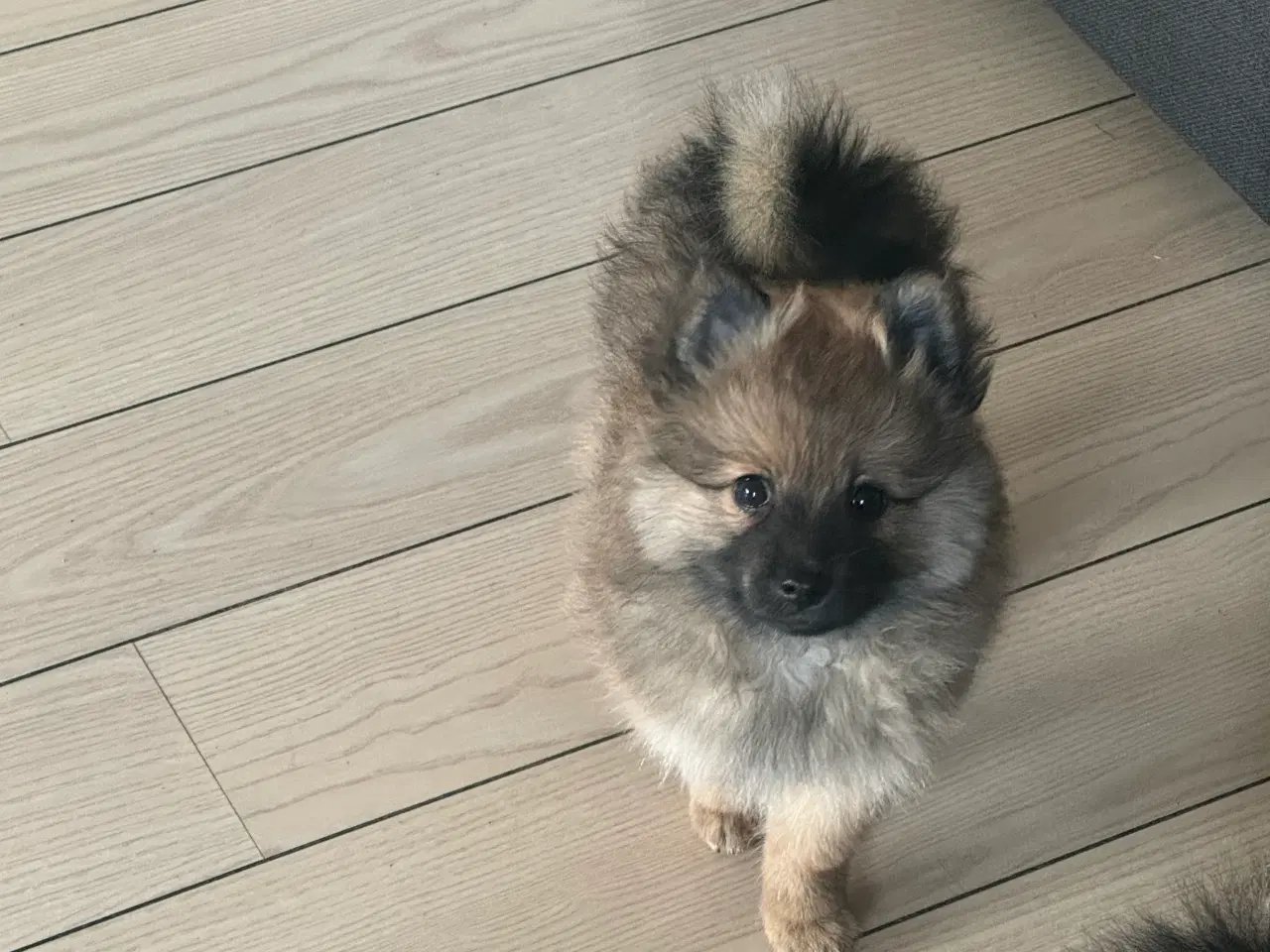 Billede 13 - Volpino Italiano hvalpe