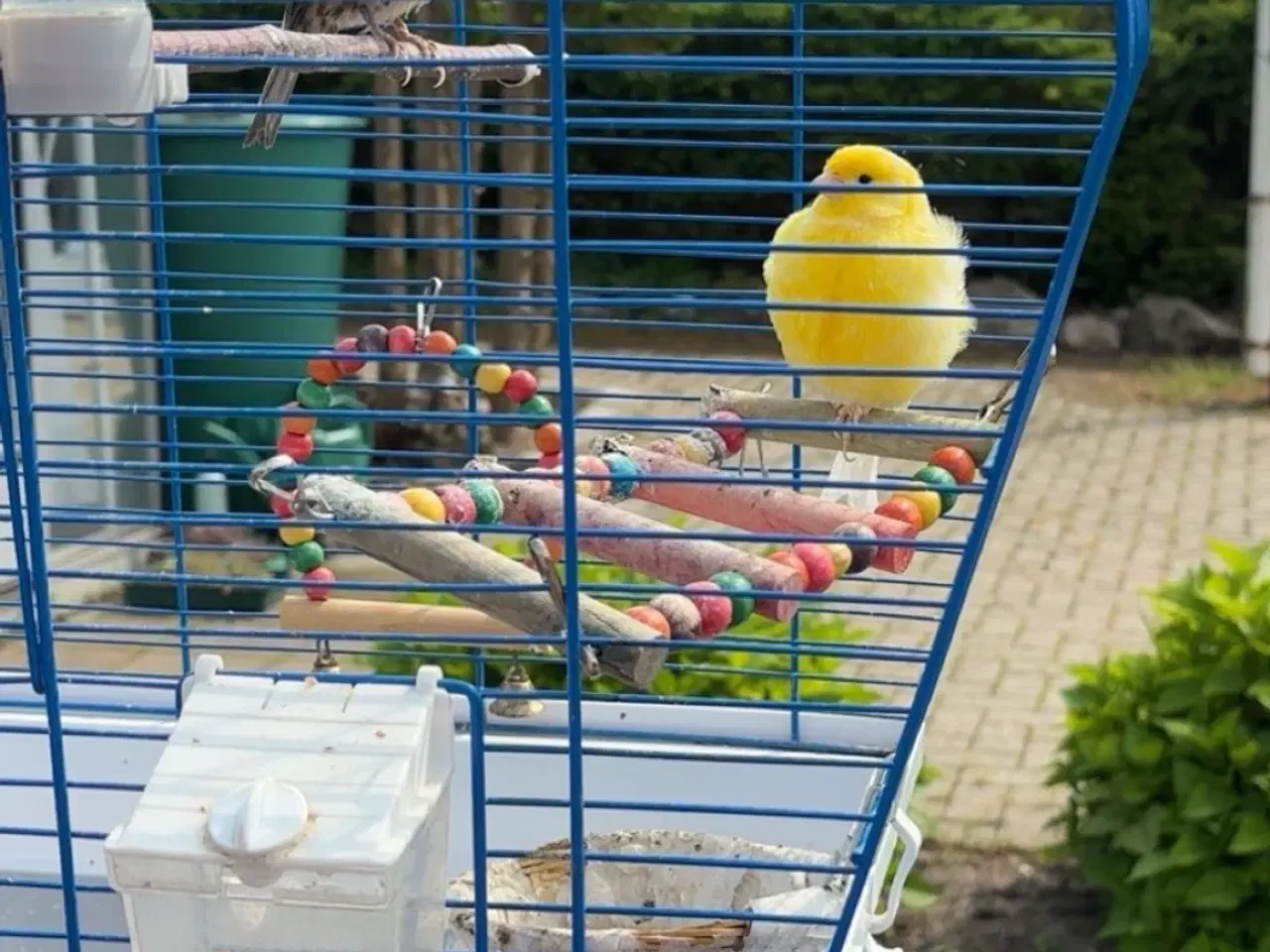 Billede 1 - To kanariefugle + bur