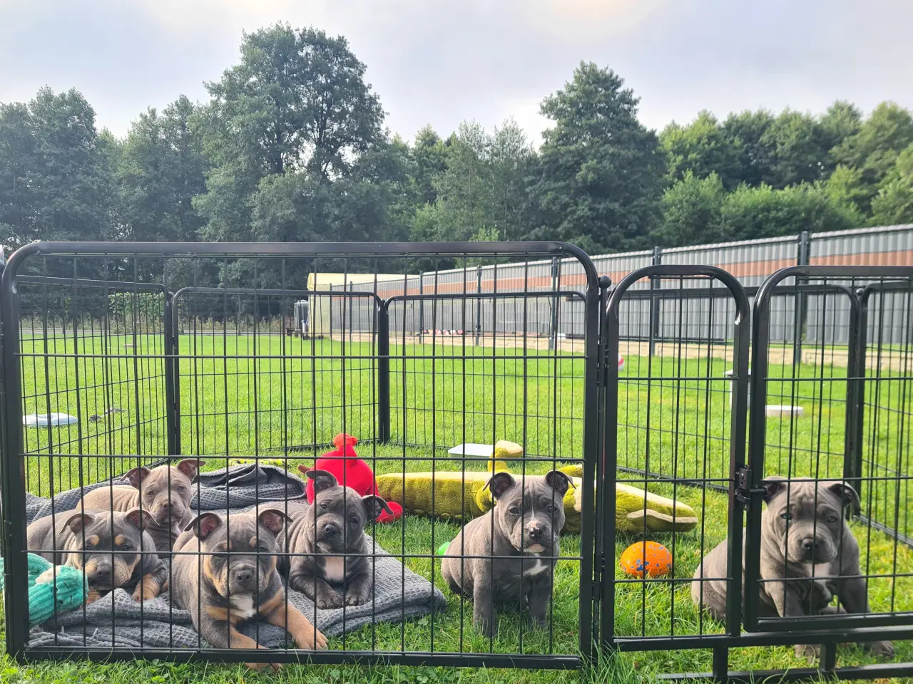 Billede 1 - American Bully pocket  Blå dreng 
