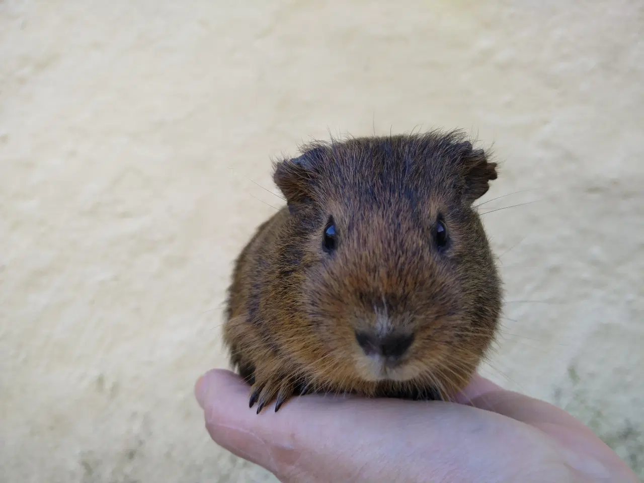 Billede 1 - 2 veninder, små hun unger, marsvin 