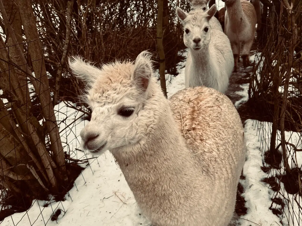 Billede 2 - Alpaca