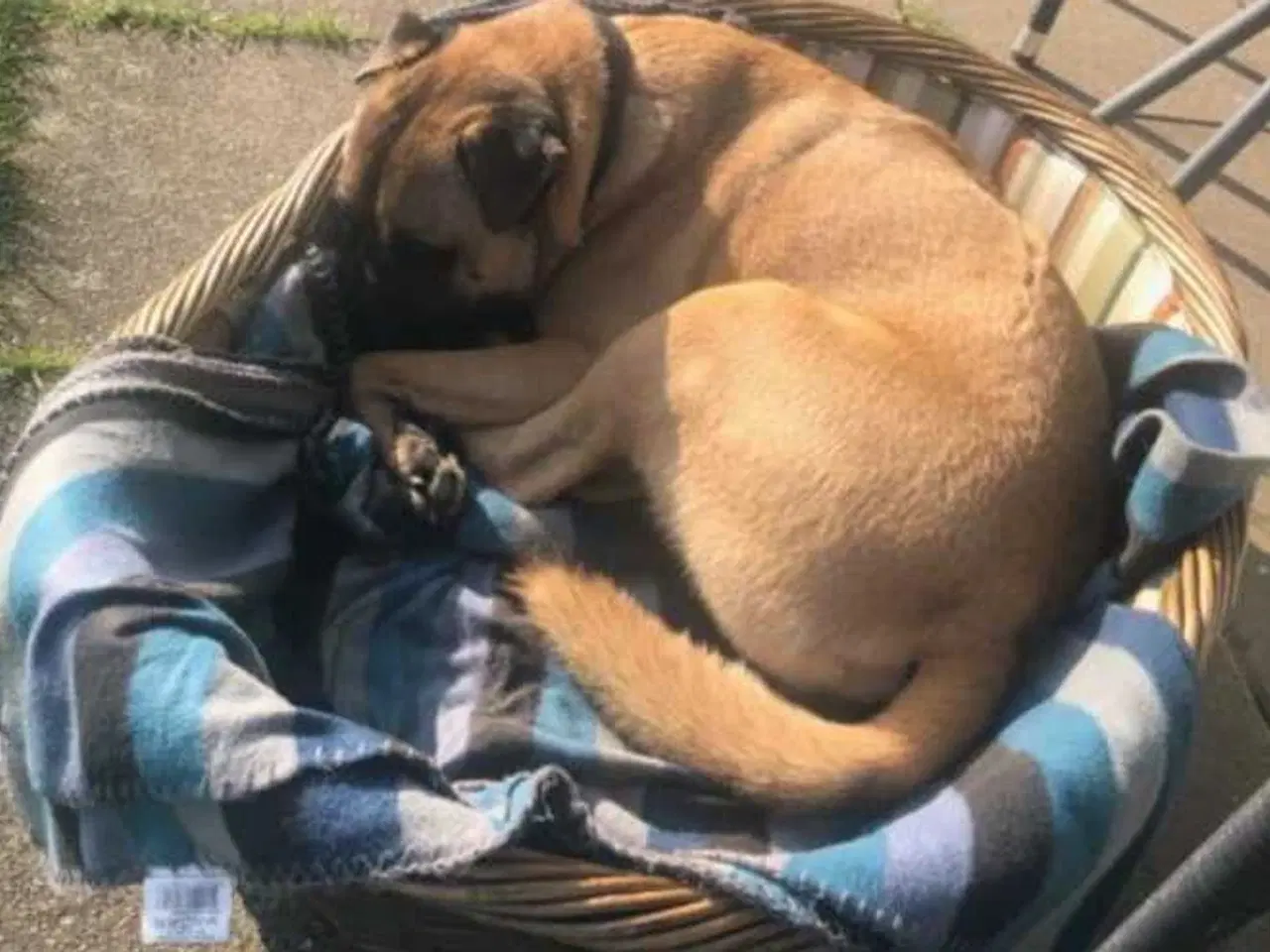 Billede 3 - Shar pei/malinois 