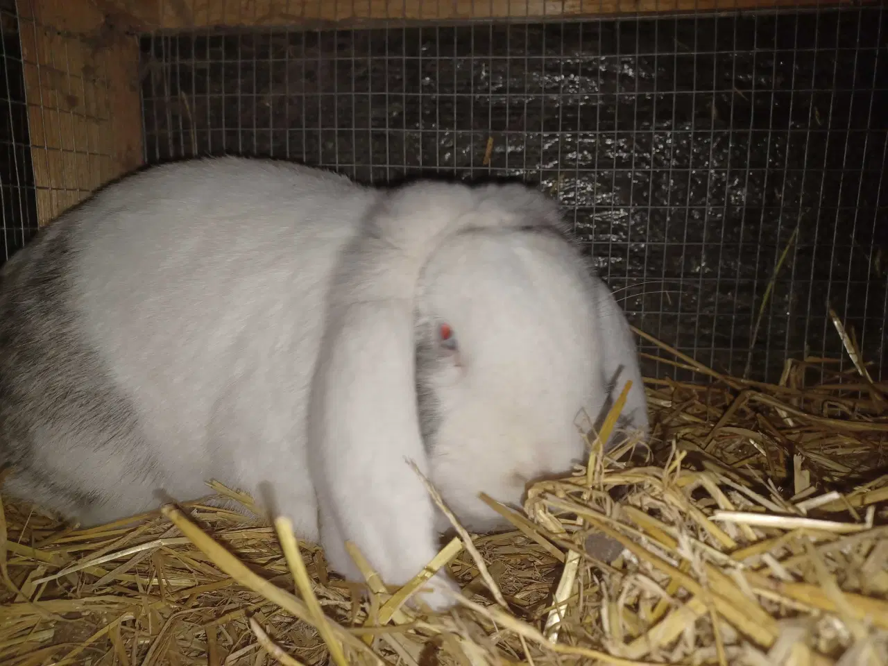 Billede 3 - Fransk vædder han 