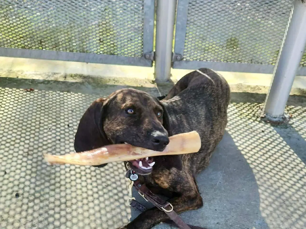 Billede 4 - Dejlige, finurlige Rollo søger ait ønskehjem 🏡💝