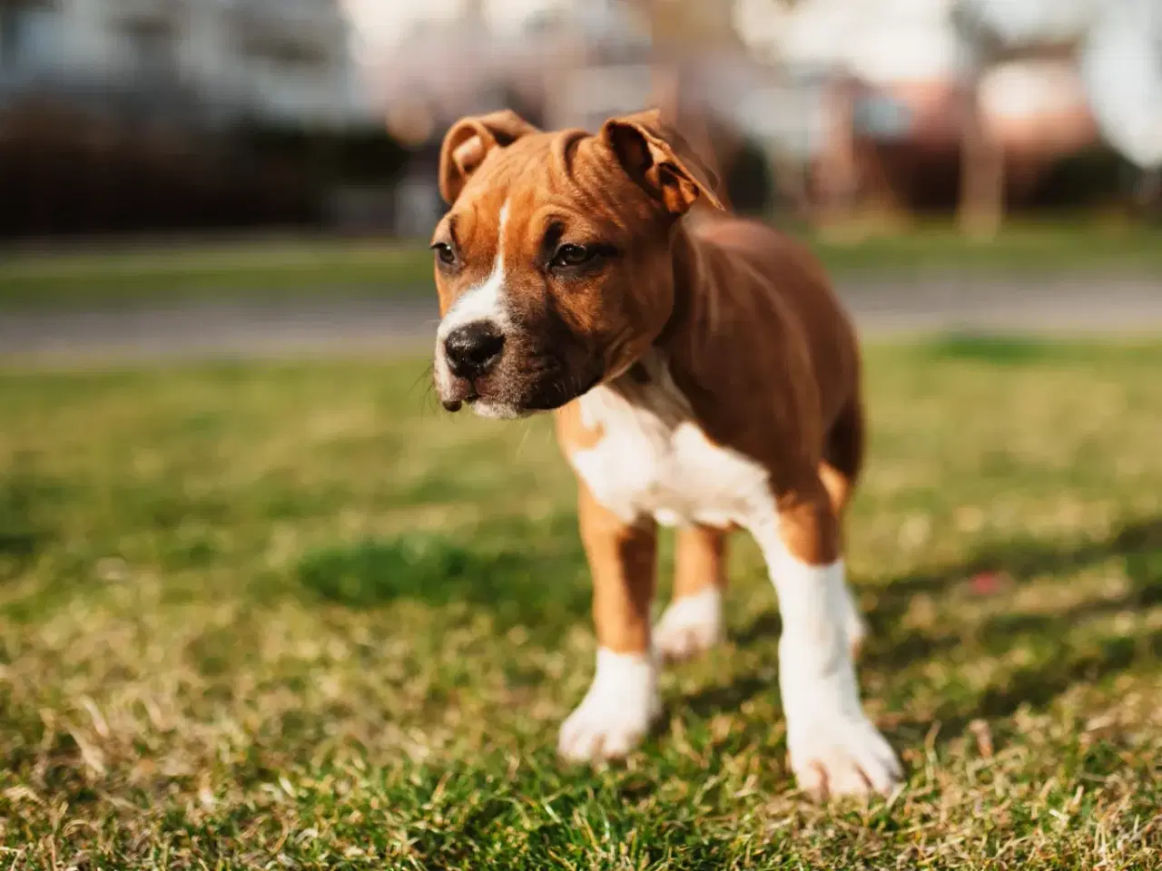 Billede 4 - staffordshire terrier