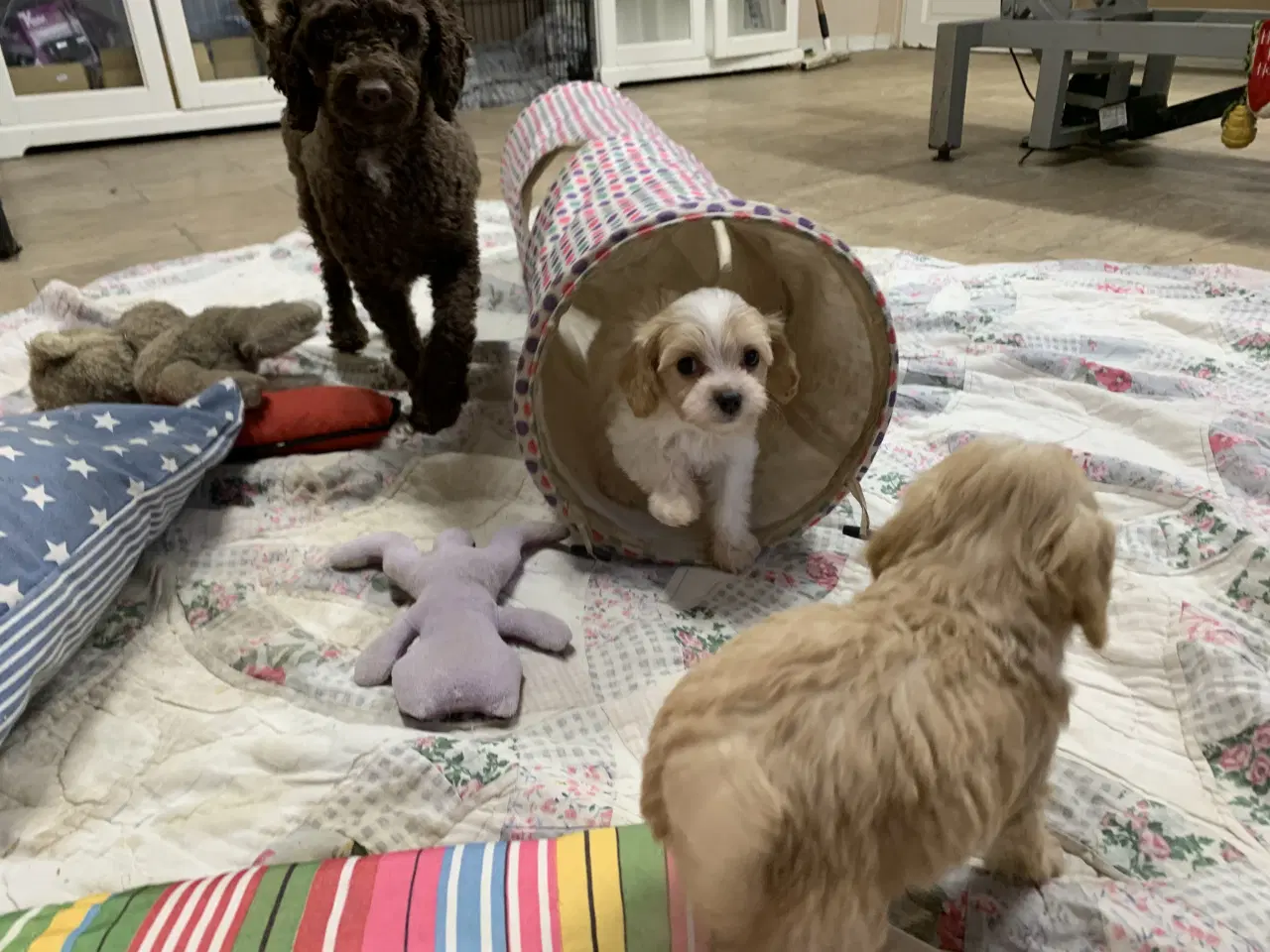 Billede 9 - Mini cavapoo babyer F1