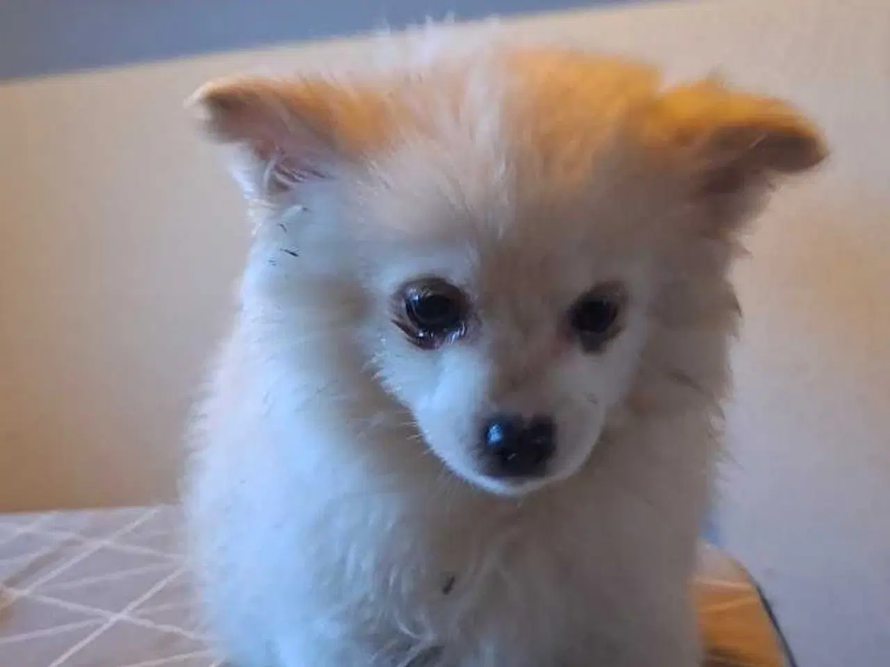 Billede 2 - Pomchi hvalpe