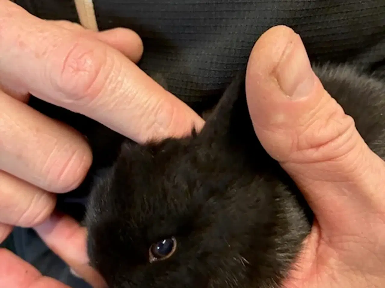 Billede 3 - Kaninunger gives væk