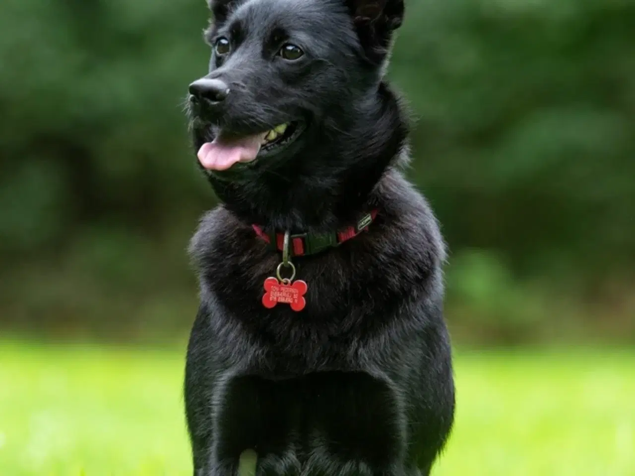 Billede 5 - Sort spids han-hvalpe