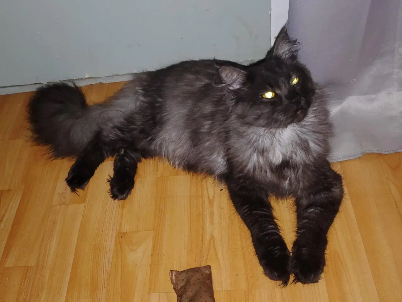 Billede 5 - Maine coons uden tavle