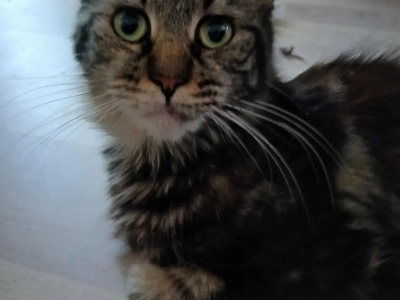Billede 3 - Lille Maine Coon pige