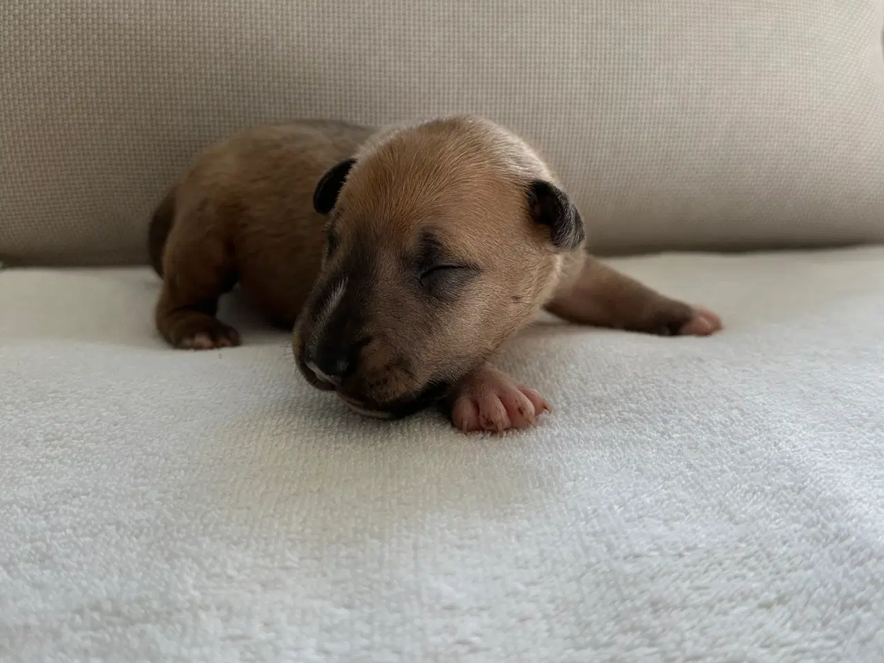 Billede 1 - Miniature Bullterrier hvalpe