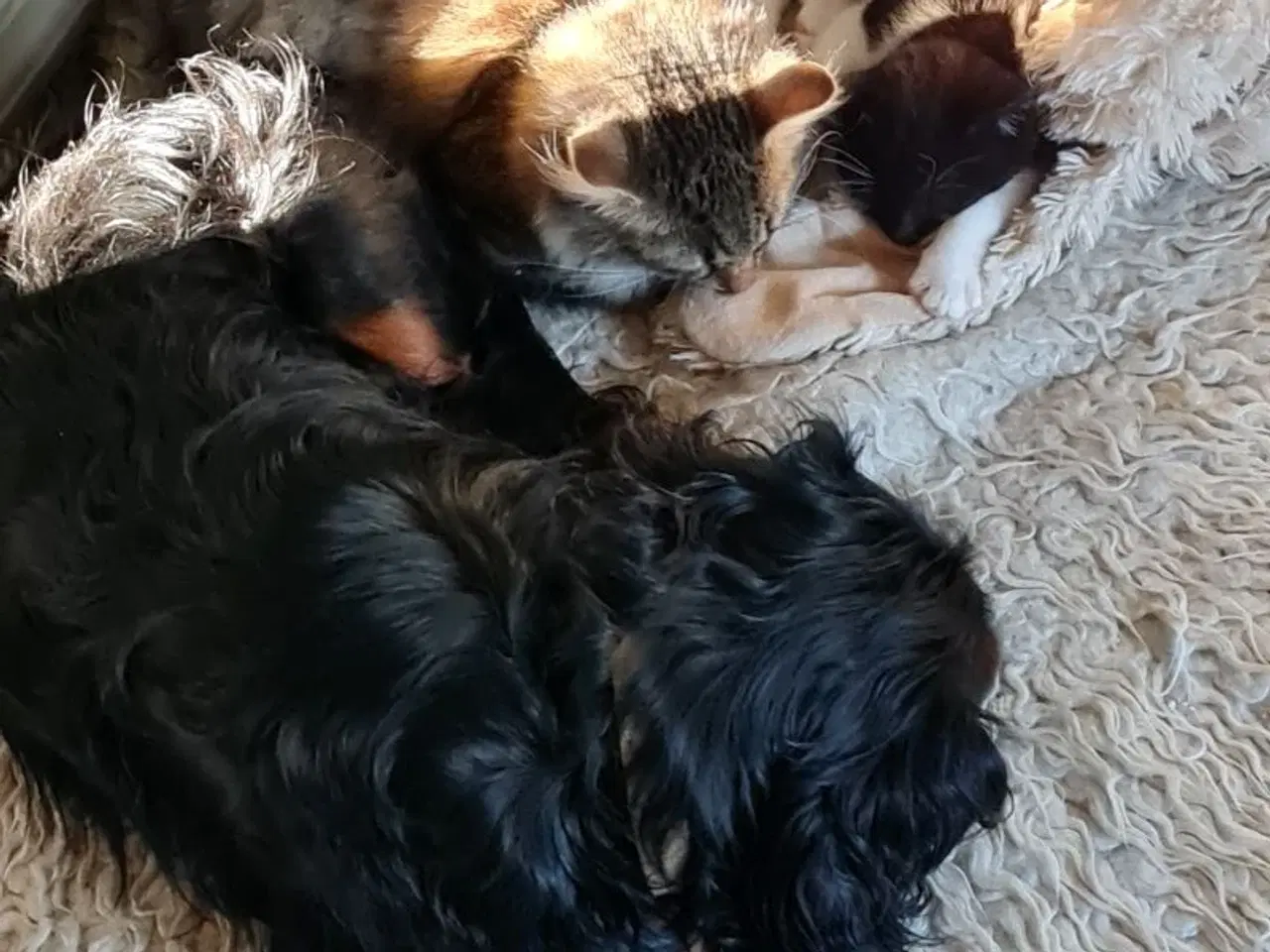 Billede 7 -  Katte killinger