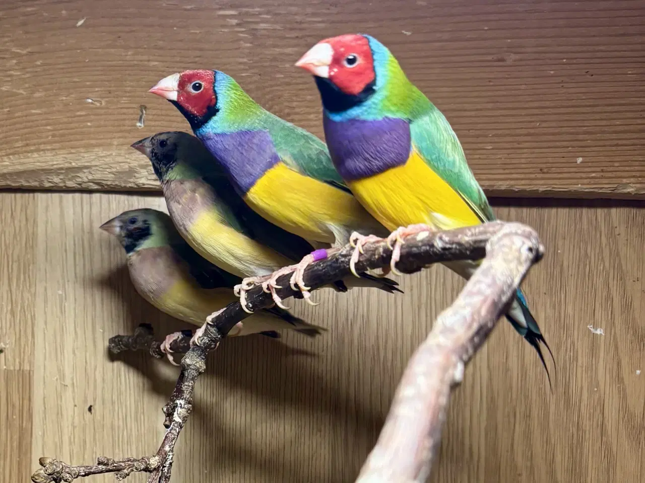 Billede 1 - 3,3 Gouldsamdine 