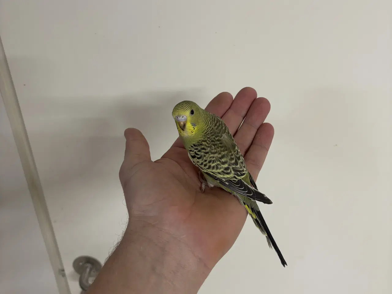 Billede 2 - Håndterede unger