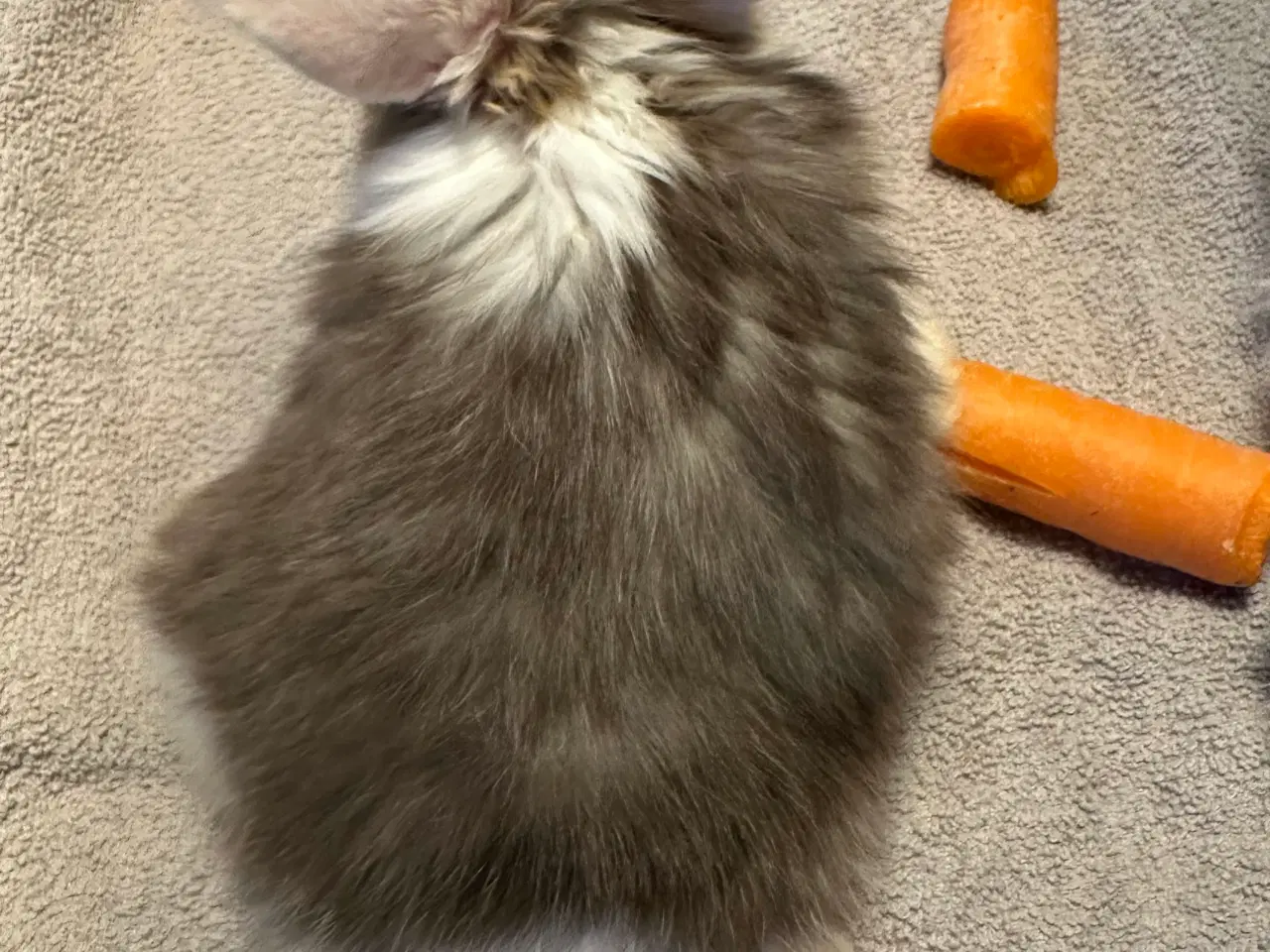 Billede 7 - Minilop kaninunger