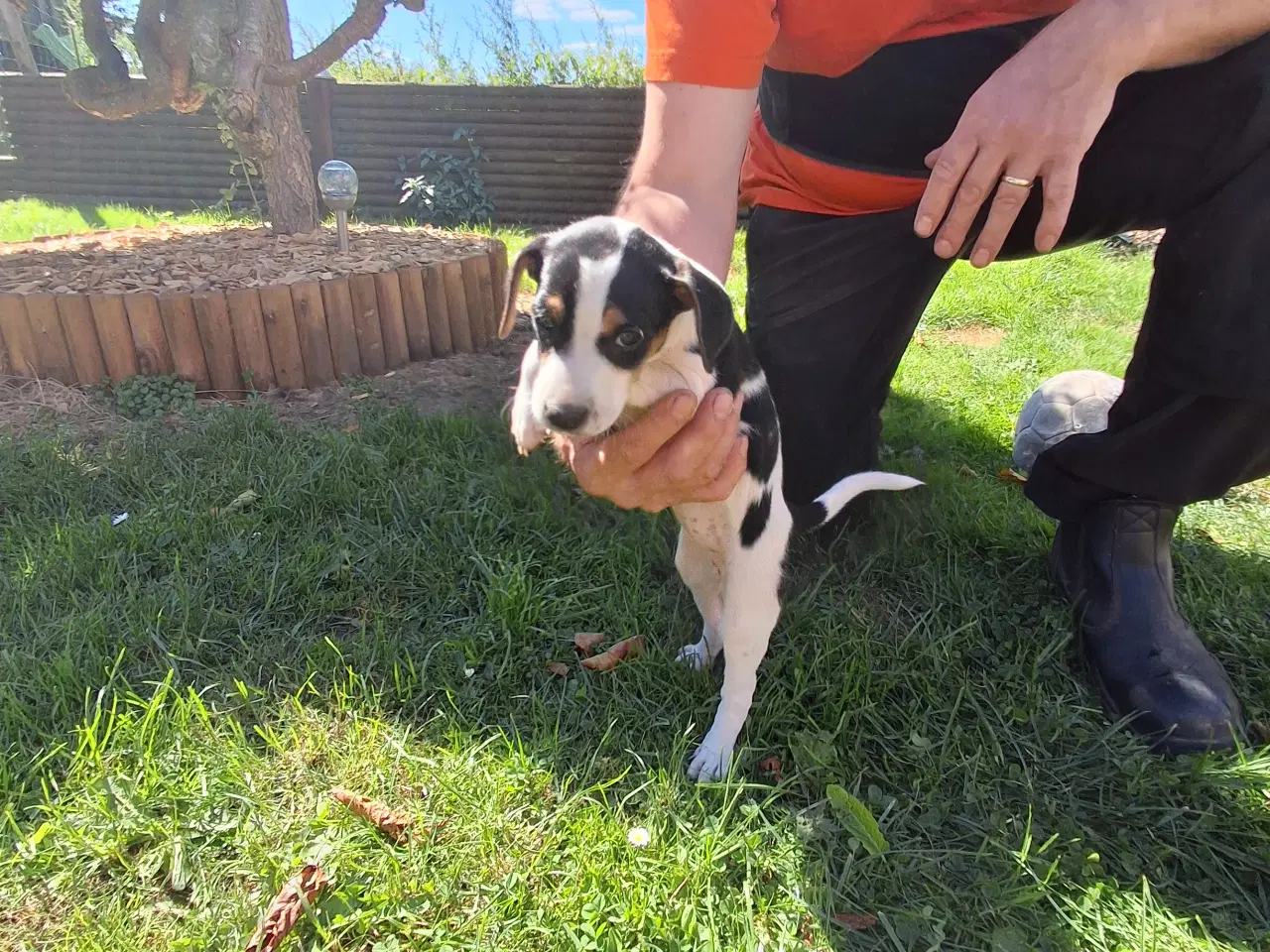 Billede 7 - Skønne d/s gårdhunde hvalpe 