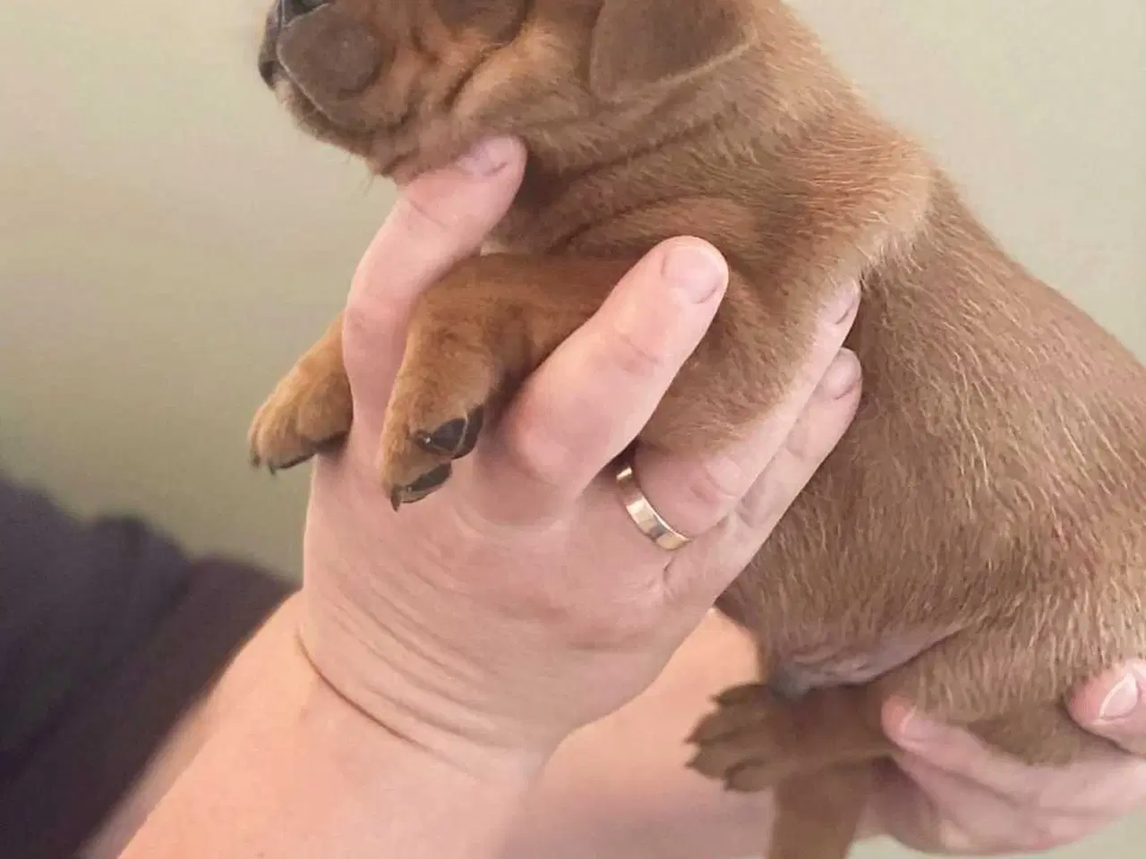 Billede 4 - Smukke Staffordshire Bull Terrier hvalpe DKK 