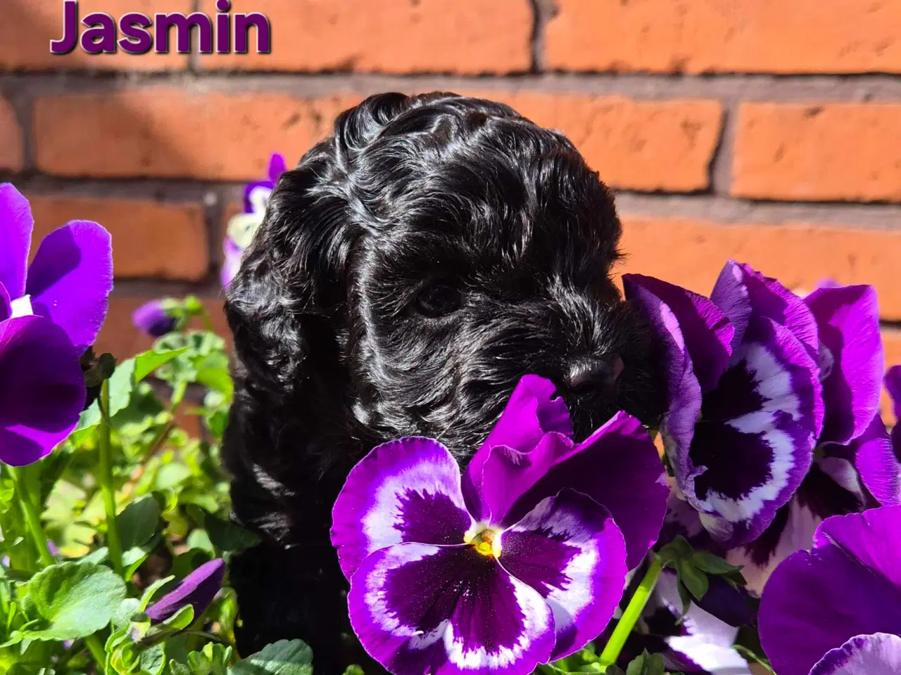 Billede 1 - Uimodstålige søde Mini cockapoo