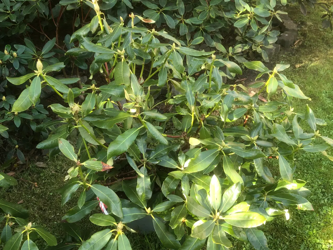 Billede 3 - Rhododendron R. Nova Zembla