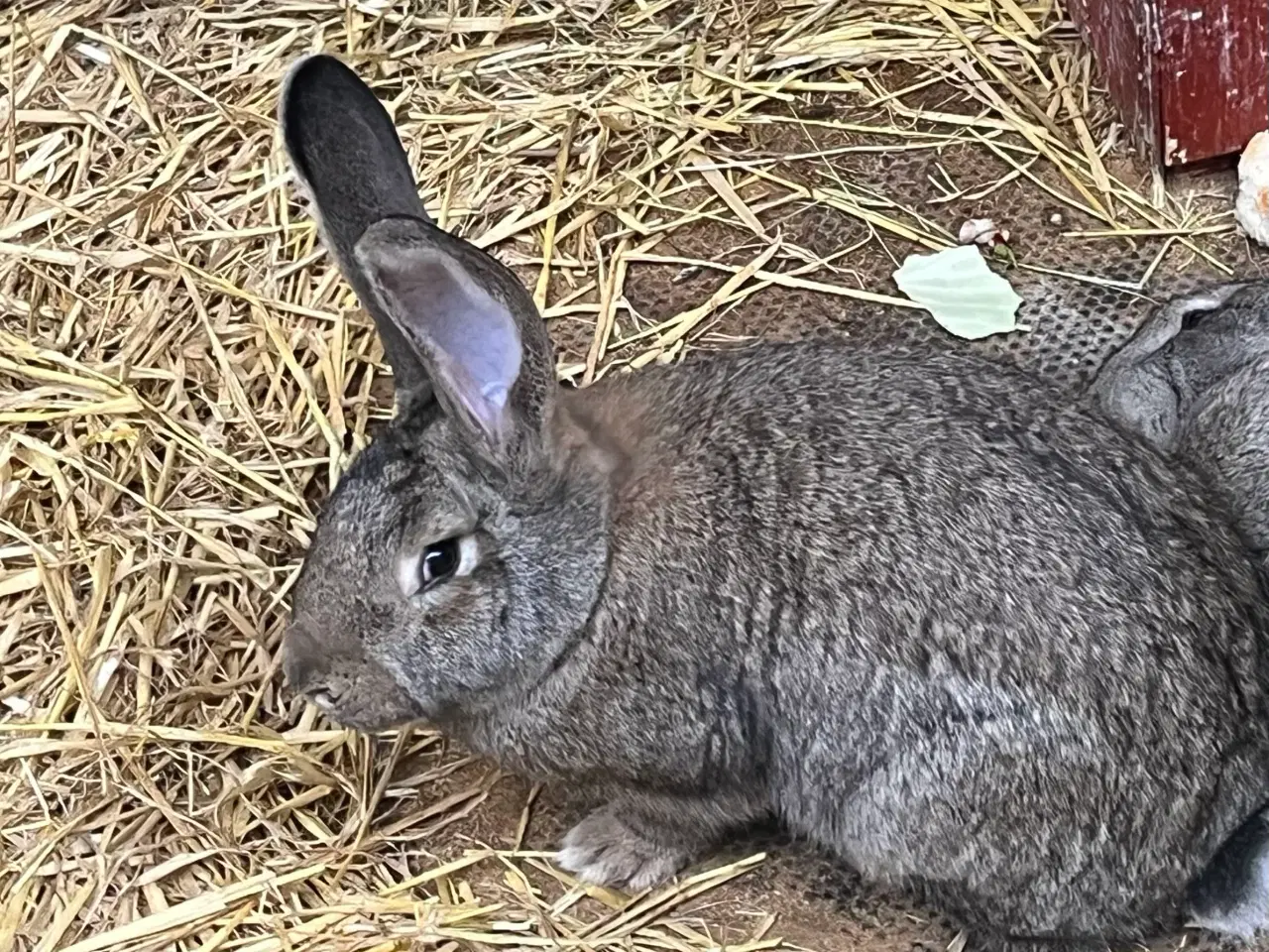 Billede 1 - Belgisk kæmpe hun
