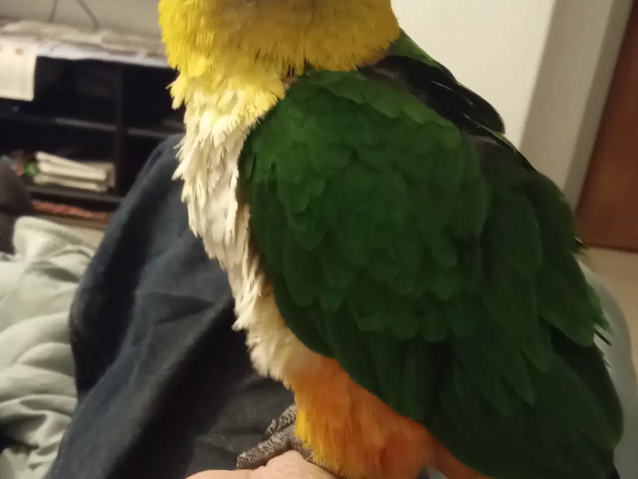 Billede 1 - Sortkappet cuiqer