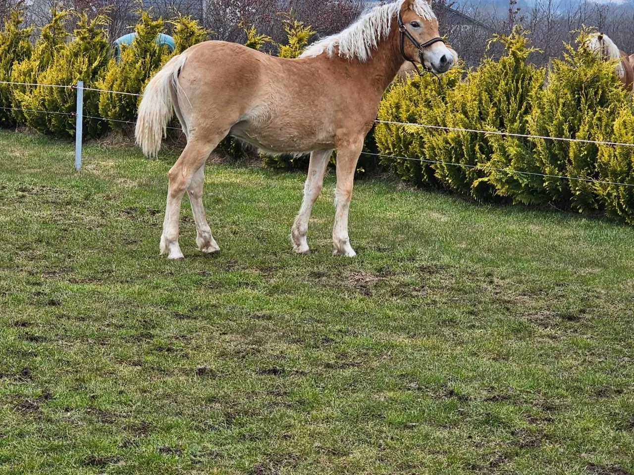 Billede 1 - Charme, selvtillid og mega lækkert hår