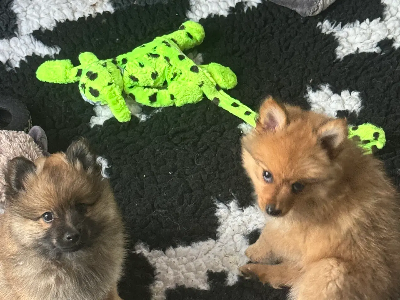 Billede 5 - Volpino Italiano hvalpe