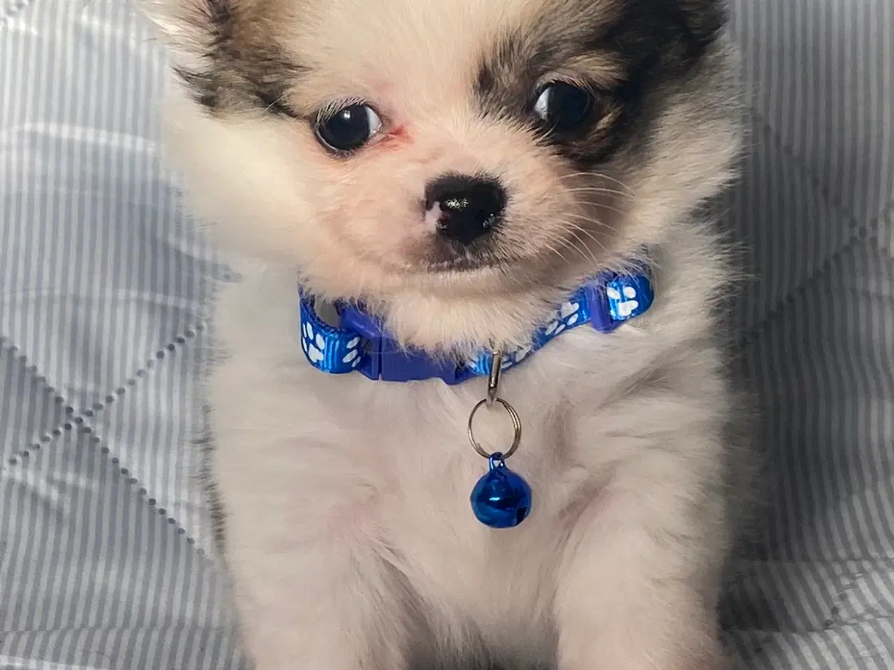 Billede 2 - 3 søde, små hvalpe efter pomeranian og chihuahua