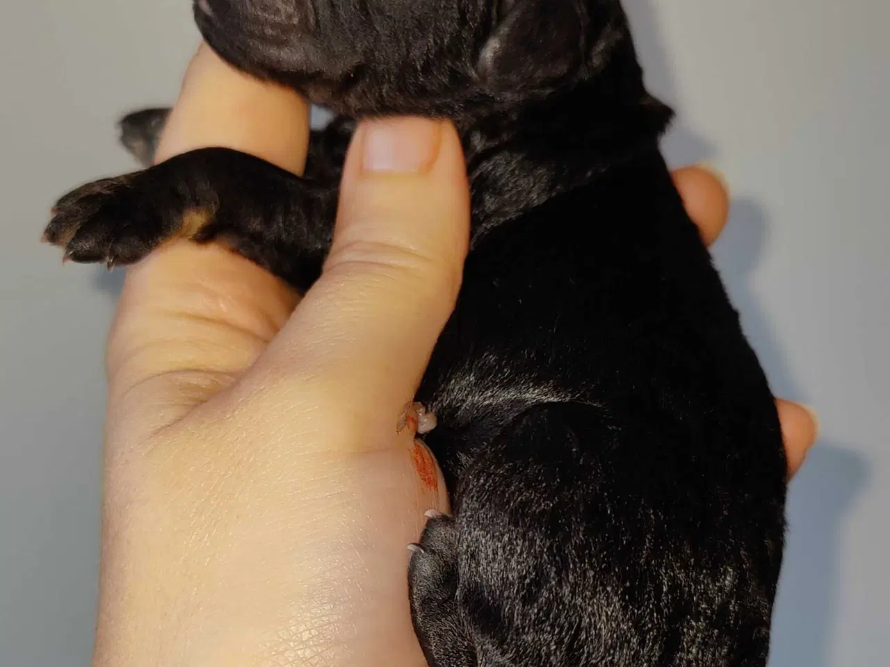 Billede 2 - Søde cockerpoo 1b hvalpe