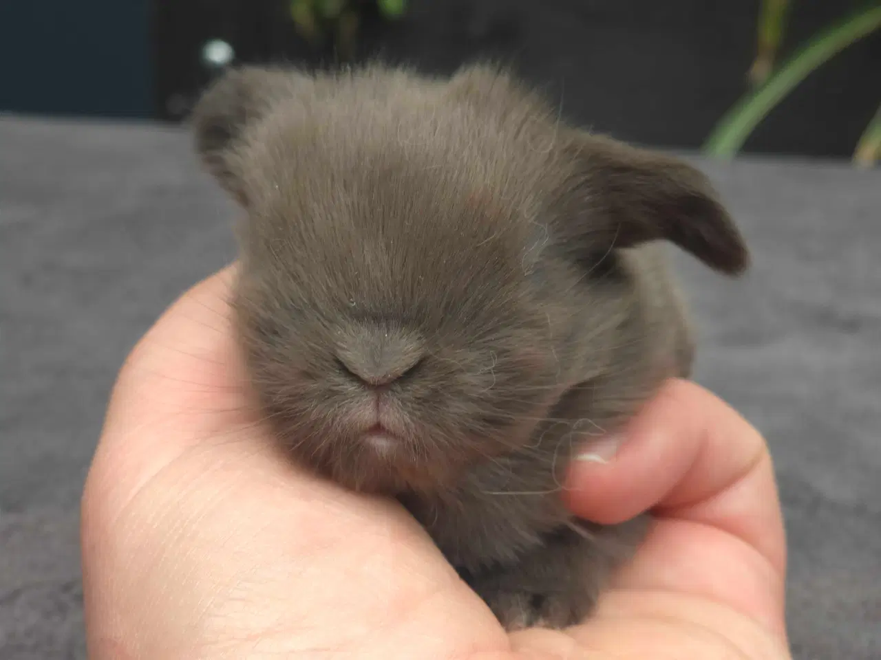 Billede 1 - Minilops unger