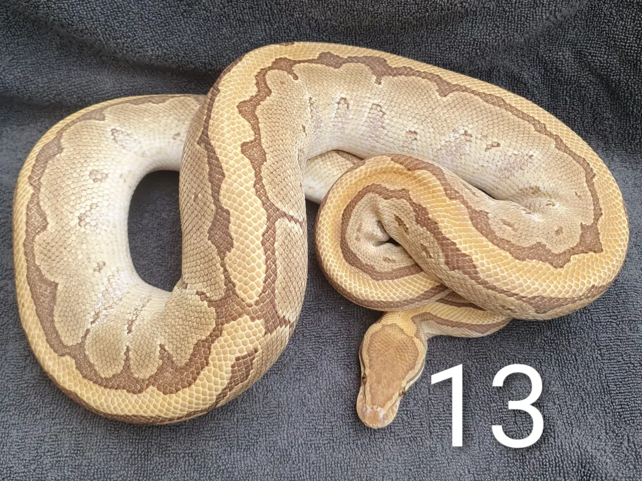 Billede 13 - Kongepython morfer pieds og andet