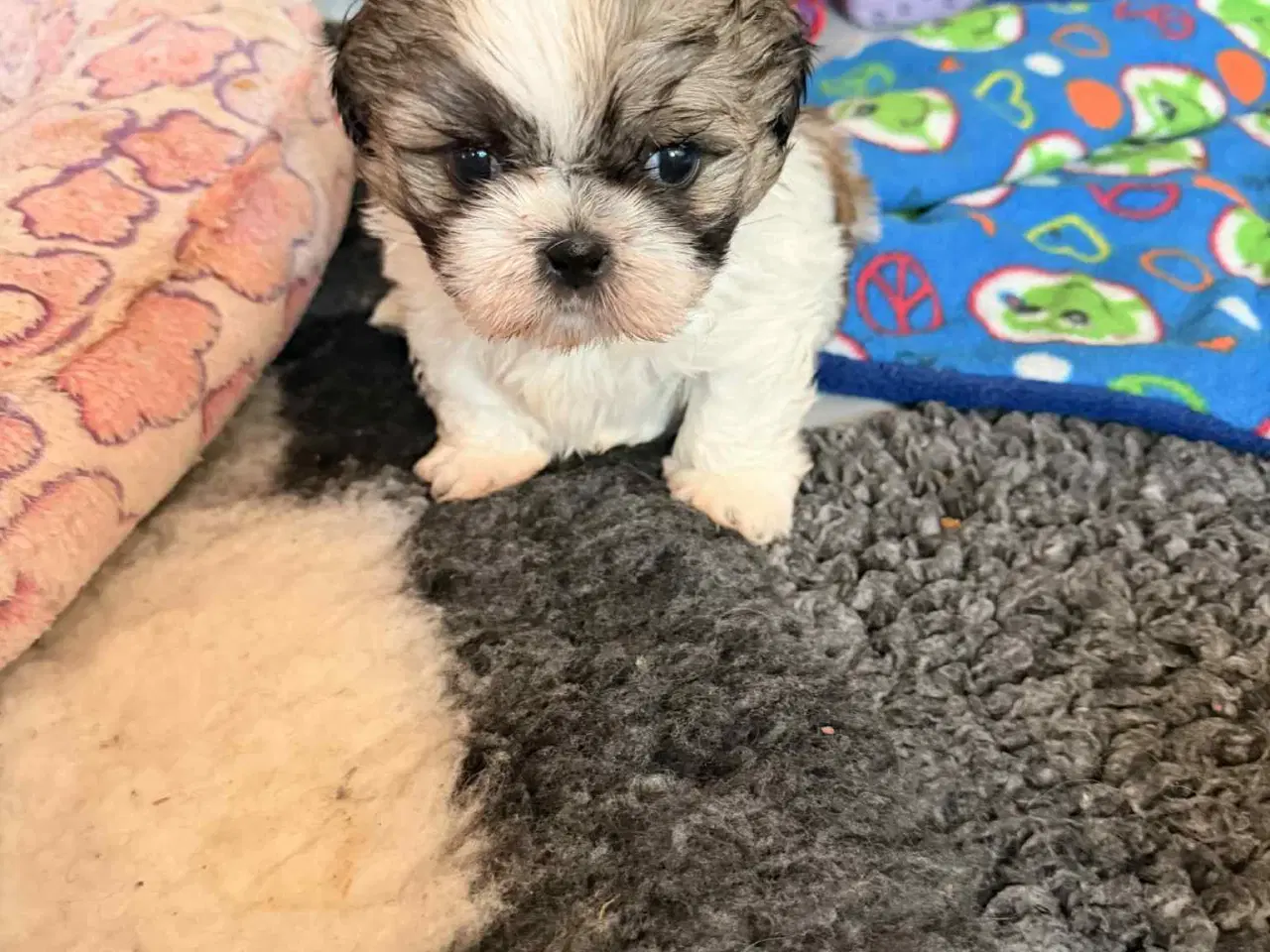 Billede 4 - Shih tzu hvalpe 5 uger med stamtavle