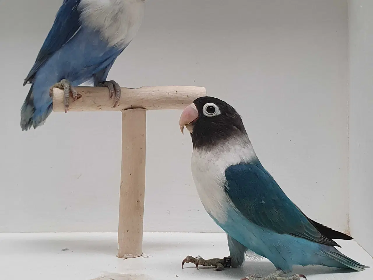 Billede 4 - Sorthovedet Dværgpapegøjepar 