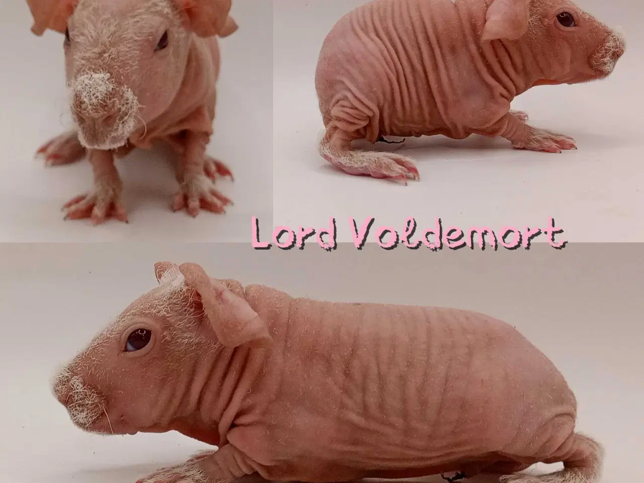 Billede 8 - DK Marinos opdræt